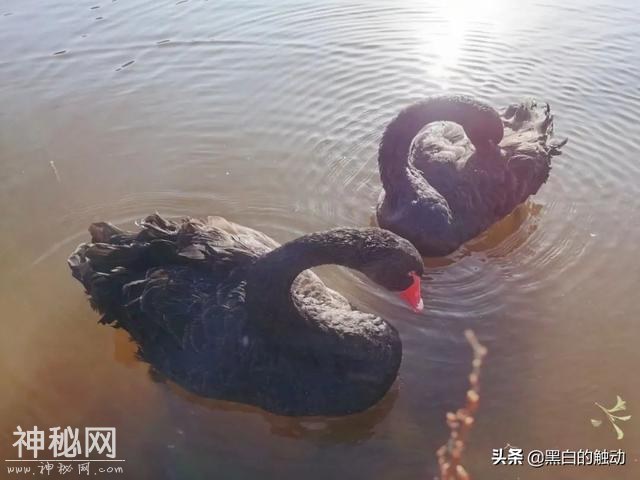 乘着高铁游湖北，第五站：神农架，炎帝采药的地方真的有野人吗？-60.jpg