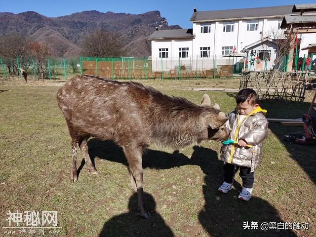 乘着高铁游湖北，第五站：神农架，炎帝采药的地方真的有野人吗？-77.jpg