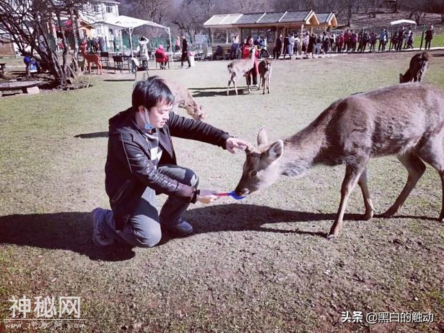 乘着高铁游湖北，第五站：神农架，炎帝采药的地方真的有野人吗？-78.jpg