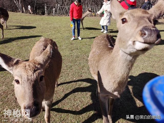 乘着高铁游湖北，第五站：神农架，炎帝采药的地方真的有野人吗？-79.jpg