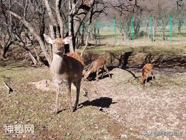 乘着高铁游湖北，第五站：神农架，炎帝采药的地方真的有野人吗？-80.jpg