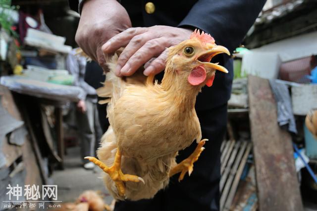 炖鸡到底要不要焯水？总有人做错，牢记这3点，鸡汤才能鲜美营养-7.jpg