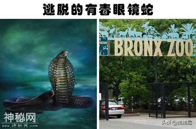 “越狱”的动物：世界各地从动物园里逃脱造成了混乱的8种动物-3.jpg