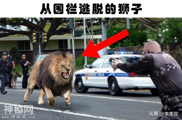 “越狱”的动物：世界各地从动物园里逃脱造成了混乱的8种动物-1.jpg
