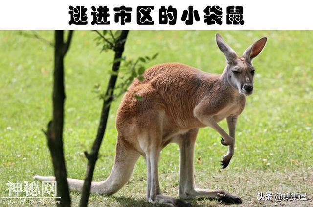 “越狱”的动物：世界各地从动物园里逃脱造成了混乱的8种动物-5.jpg