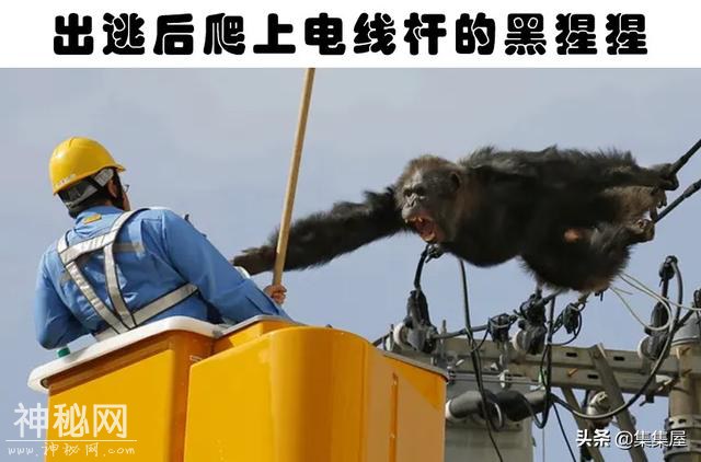 “越狱”的动物：世界各地从动物园里逃脱造成了混乱的8种动物-8.jpg