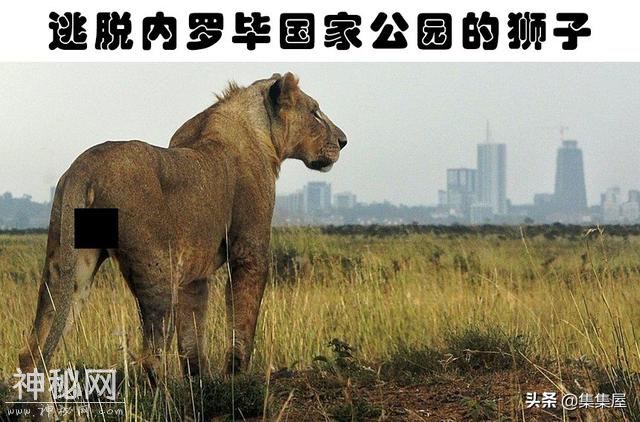 “越狱”的动物：世界各地从动物园里逃脱造成了混乱的8种动物-6.jpg
