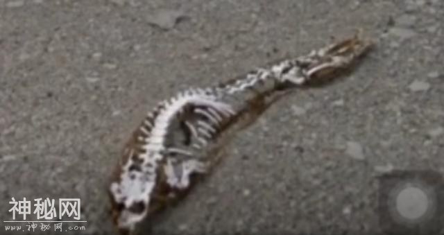 南极洲发现“史前野兽”？神秘生物骨架暴露在外，可能约有6米长-3.jpg