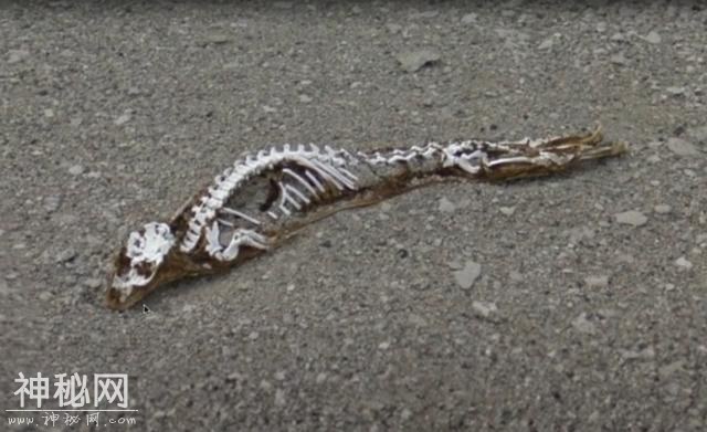 南极洲发现“史前野兽”？神秘生物骨架暴露在外，可能约有6米长-2.jpg