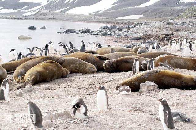 南极洲发现“史前野兽”？神秘生物骨架暴露在外，可能约有6米长-7.jpg