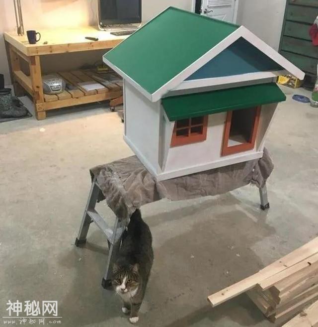 15个温暖的小故事：不是我们选择了猫，而是猫选择了主人-4.jpg