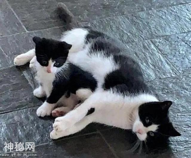 15个温暖的小故事：不是我们选择了猫，而是猫选择了主人-6.jpg