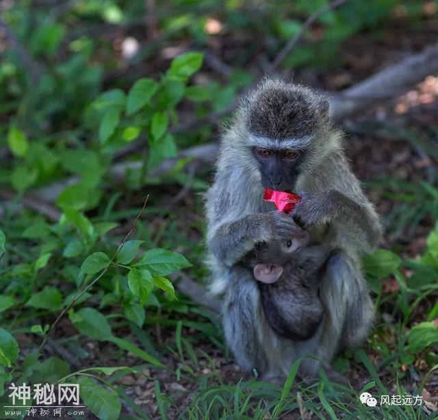2019我的旅游年——1月自驾南非（5）-28.jpg