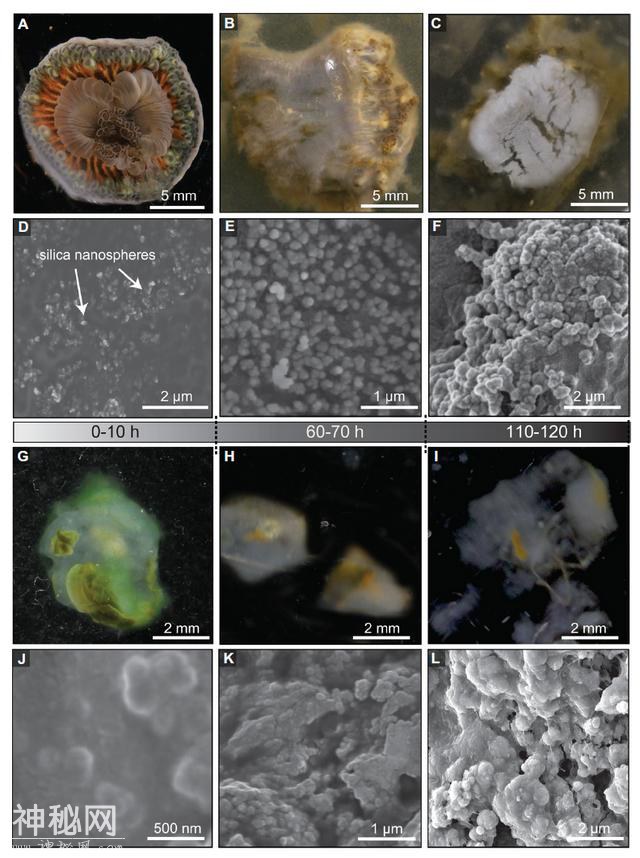 地学前沿||《Geology》2021年第1期论文导读（上）-21.jpg