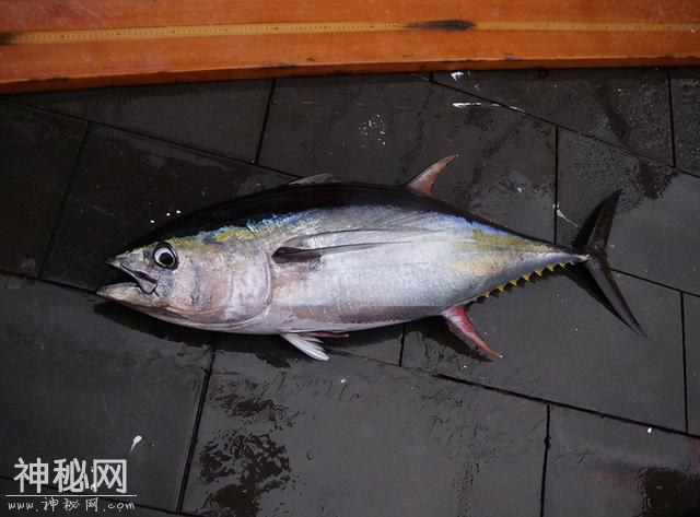 因为这个自然现象，每打开一个金枪鱼罐头，就可能有海豚死亡-3.jpg