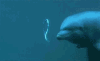 因为这个自然现象，每打开一个金枪鱼罐头，就可能有海豚死亡-10.jpg