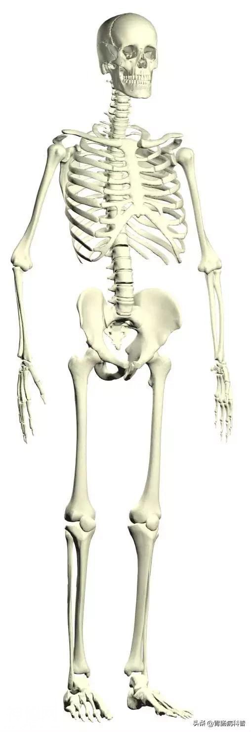 最全的人体解剖全图——建议收藏-4.jpg