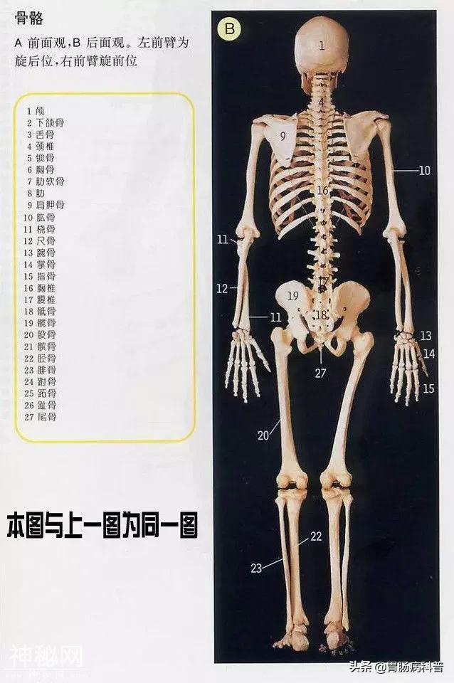 最全的人体解剖全图——建议收藏-2.jpg