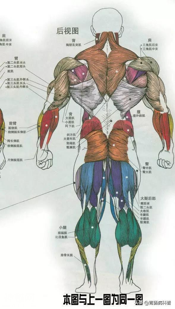 最全的人体解剖全图——建议收藏-6.jpg