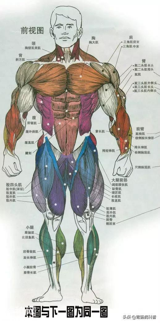 最全的人体解剖全图——建议收藏-5.jpg