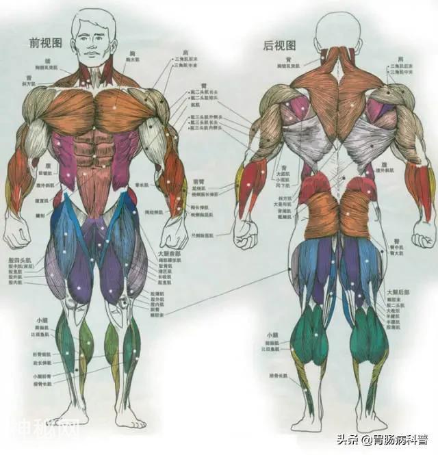最全的人体解剖全图——建议收藏-7.jpg