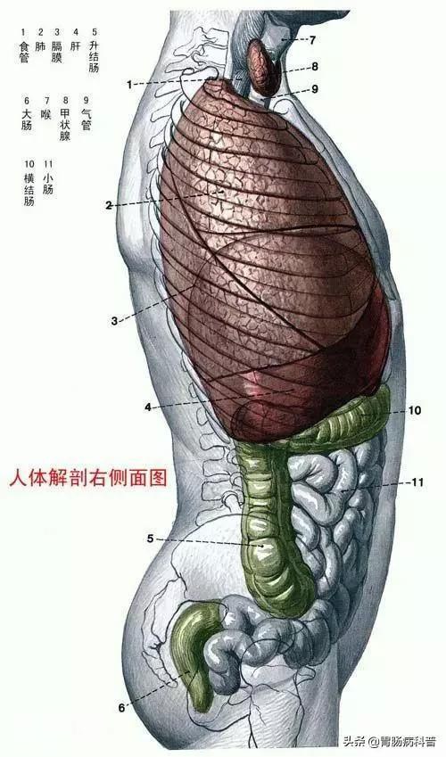 最全的人体解剖全图——建议收藏-9.jpg