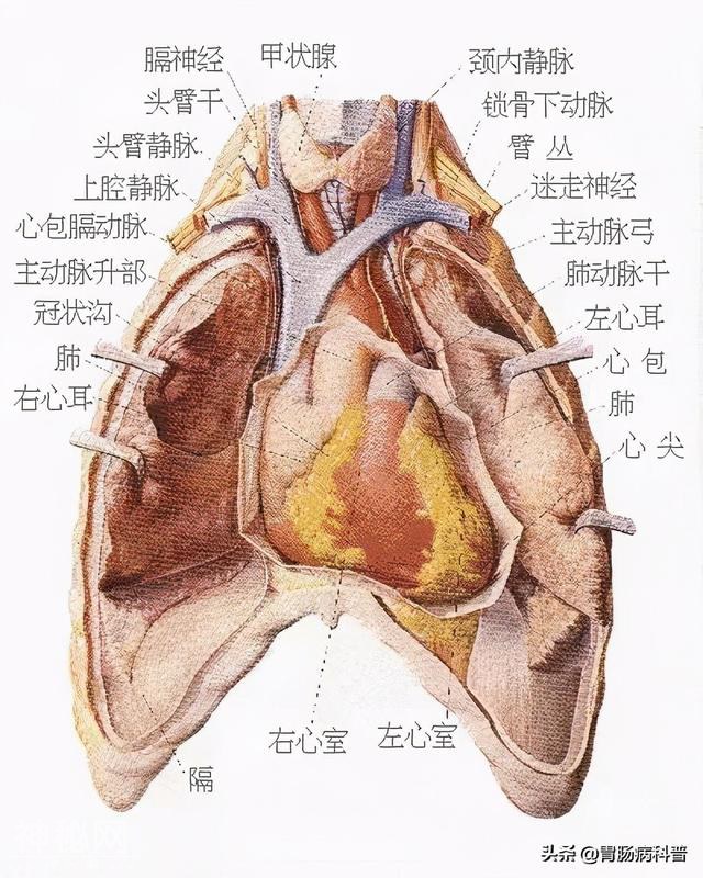 最全的人体解剖全图——建议收藏-12.jpg
