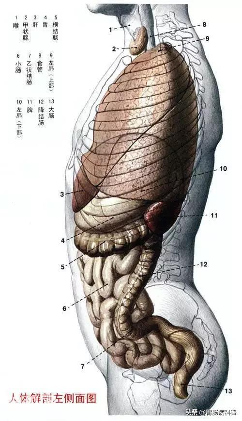 最全的人体解剖全图——建议收藏-10.jpg