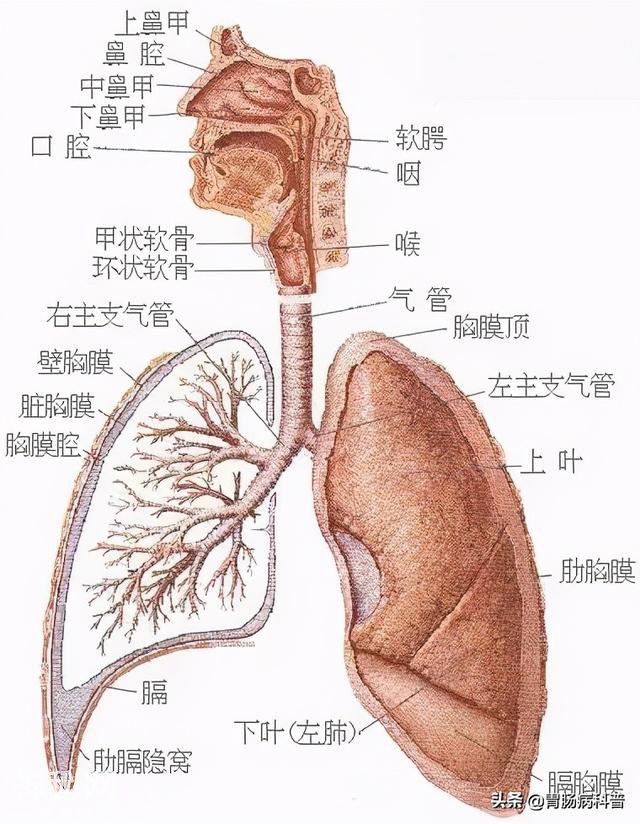 最全的人体解剖全图——建议收藏-13.jpg