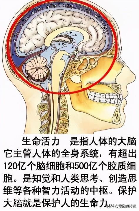 最全的人体解剖全图——建议收藏-15.jpg