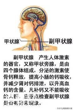 最全的人体解剖全图——建议收藏-18.jpg