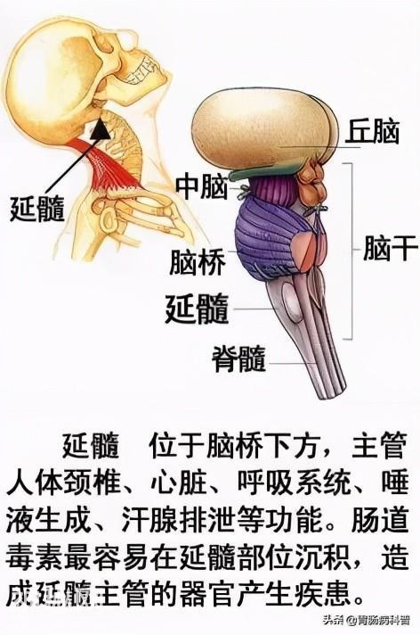 最全的人体解剖全图——建议收藏-19.jpg