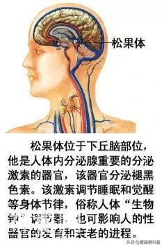 最全的人体解剖全图——建议收藏-17.jpg