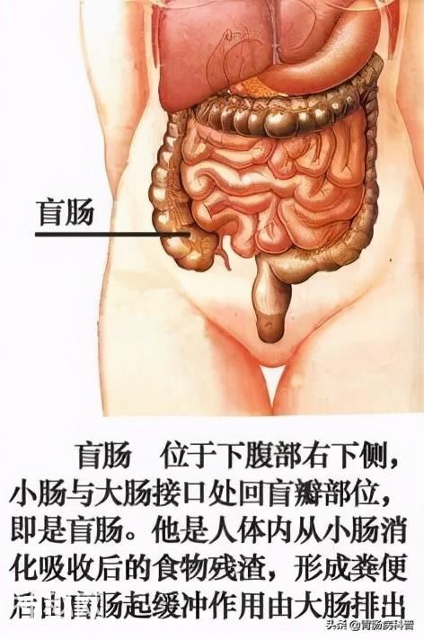 最全的人体解剖全图——建议收藏-24.jpg