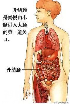 最全的人体解剖全图——建议收藏-23.jpg