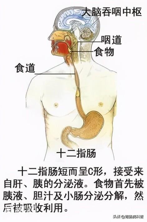 最全的人体解剖全图——建议收藏-20.jpg