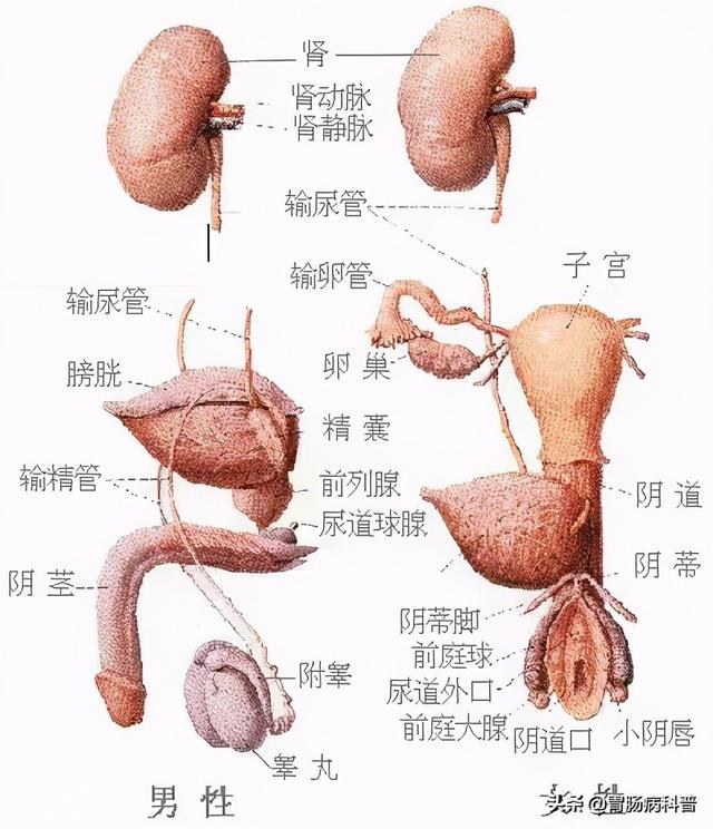 最全的人体解剖全图——建议收藏-27.jpg