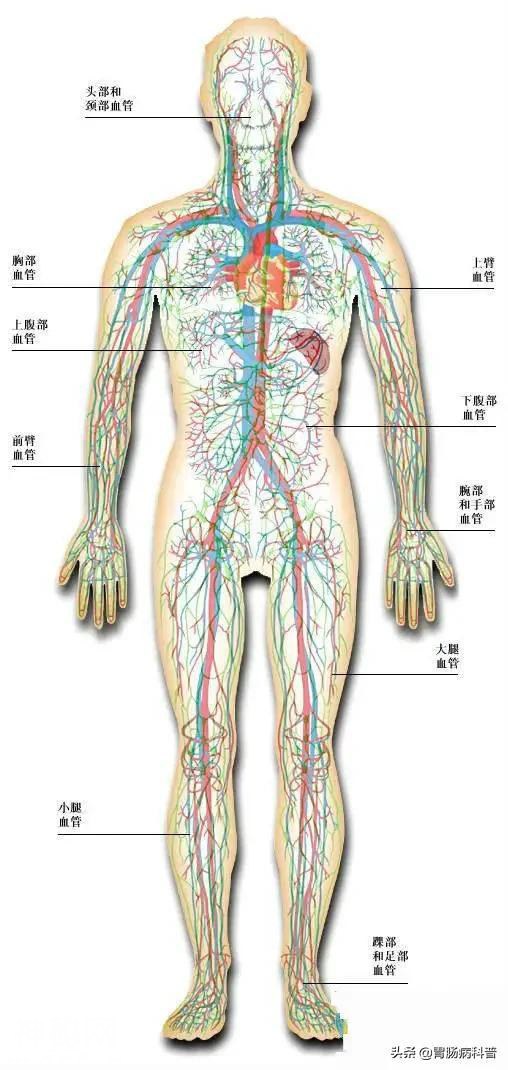 最全的人体解剖全图——建议收藏-28.jpg