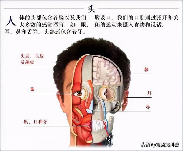 最全的人体解剖全图——建议收藏-30.jpg