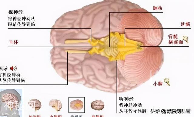 最全的人体解剖全图——建议收藏-33.jpg