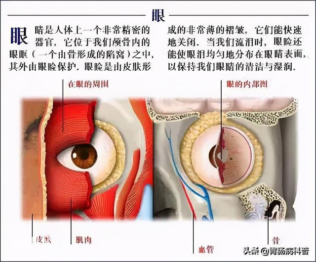 最全的人体解剖全图——建议收藏-34.jpg