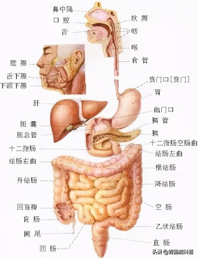 最全的人体解剖全图——建议收藏-29.jpg