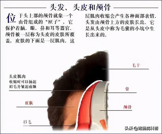 最全的人体解剖全图——建议收藏-31.jpg