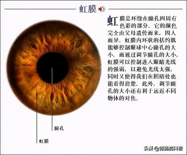 最全的人体解剖全图——建议收藏-35.jpg