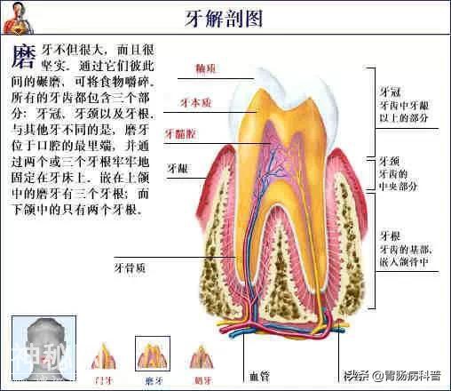 最全的人体解剖全图——建议收藏-42.jpg