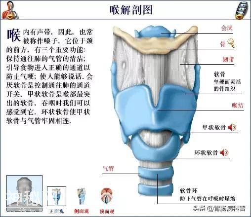 最全的人体解剖全图——建议收藏-44.jpg