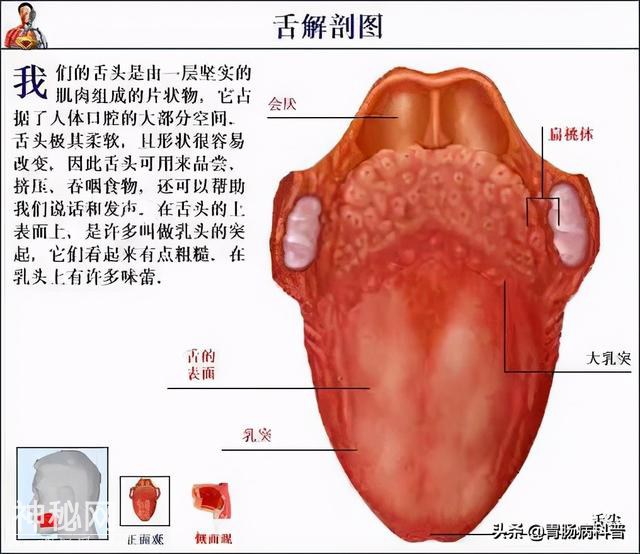 最全的人体解剖全图——建议收藏-41.jpg