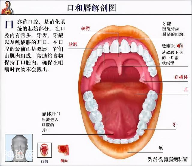 最全的人体解剖全图——建议收藏-40.jpg