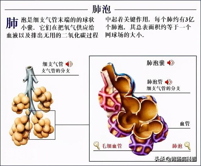 最全的人体解剖全图——建议收藏-48.jpg