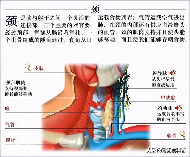 最全的人体解剖全图——建议收藏-45.jpg